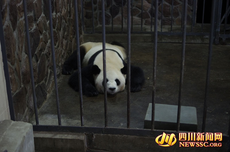 Panda nascido no Jap?o dá a luz na China