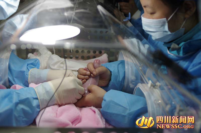 Panda nascido no Jap?o dá a luz na China