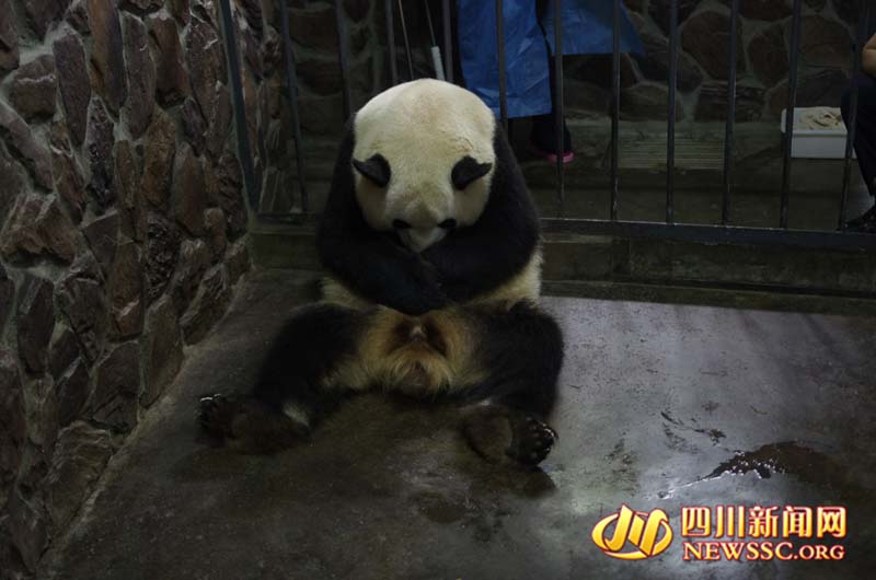 Panda nascido no Jap?o dá a luz na China