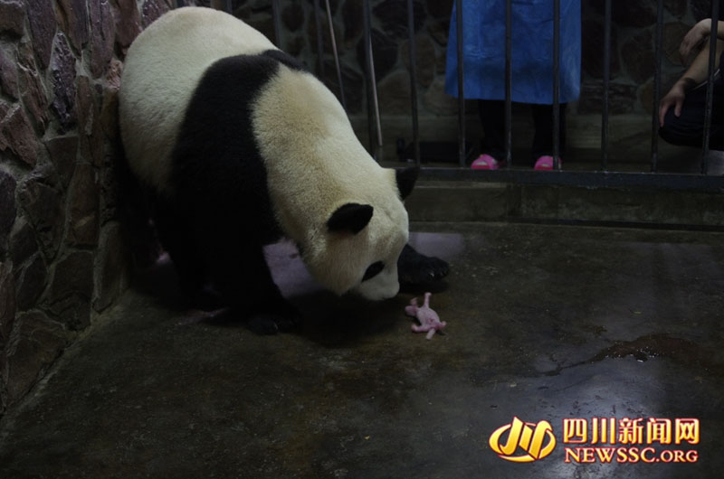 Panda nascido no Jap?o dá a luz na China