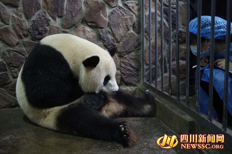 Panda nascido no Jap?o dá a luz na China