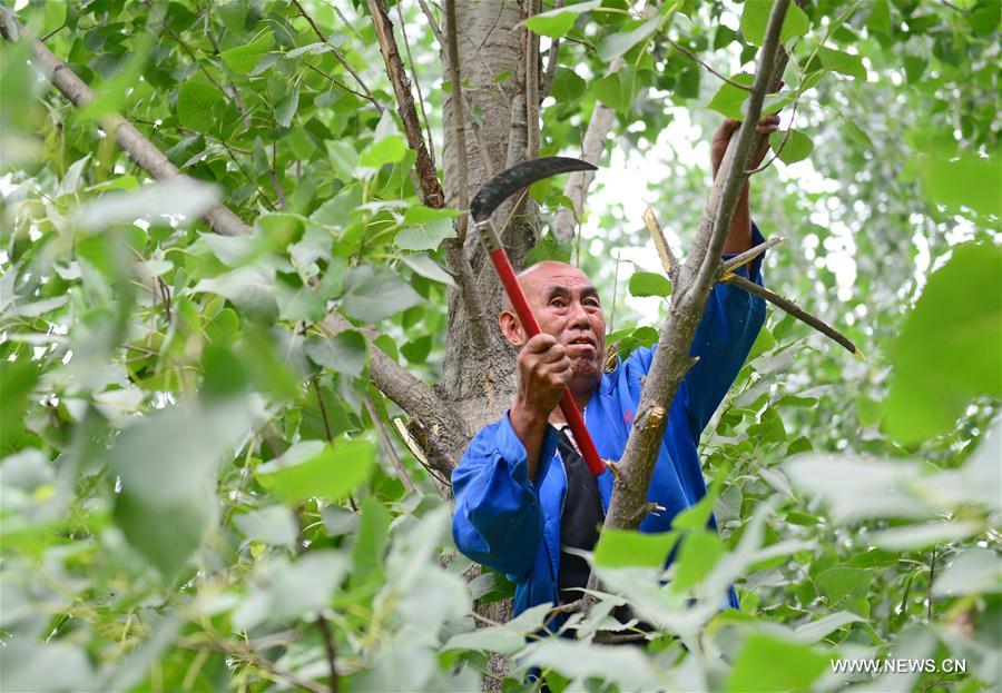 Homem sem bra?os transforma deserto em oásis juntamente com amigo cego