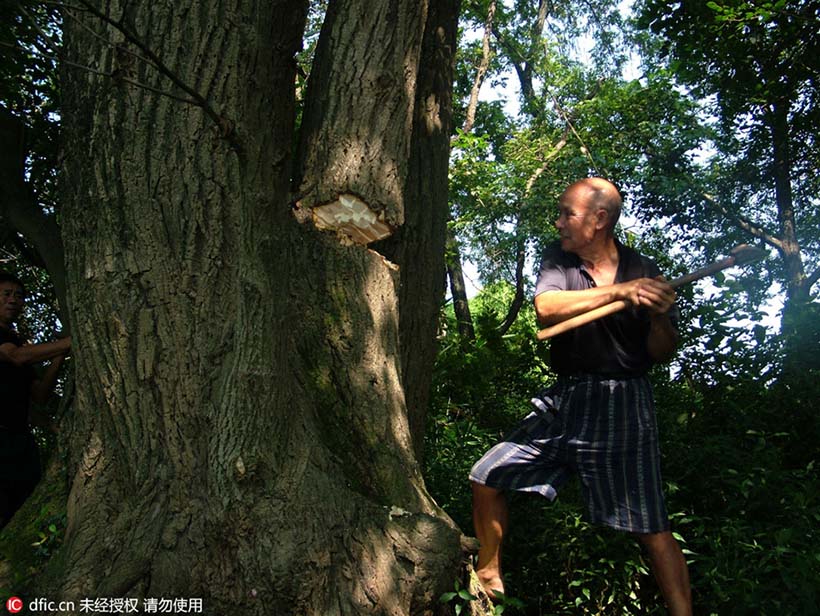 Anci?o prolonga o legado de 1,000 anos da constru??o do barco-drag?o