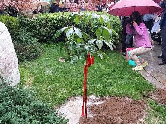 árvore plantada por histórico monge chinês é transplantada para antiga capital