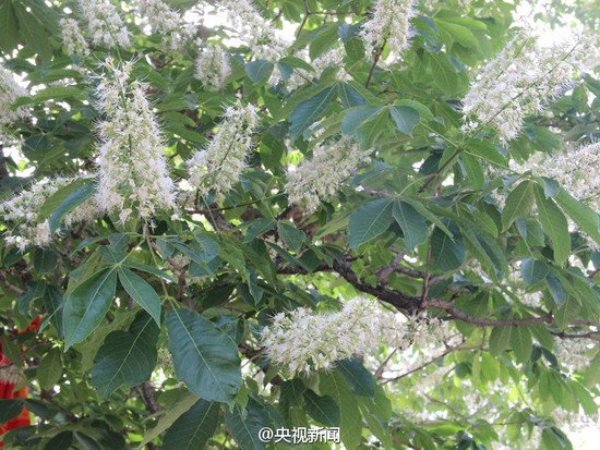 árvore plantada por histórico monge chinês é transplantada para antiga capital