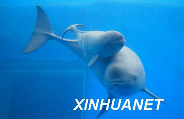 Grande Muralha e bambu s?o escolhidos como símbolos culturais mais emblemáticos da China