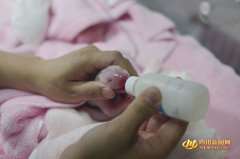 Panda gigante dá à luz gêmeas no sudoeste da China