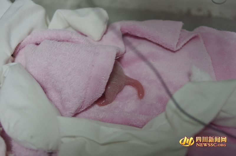 Panda gigante dá à luz gêmeas no sudoeste da China