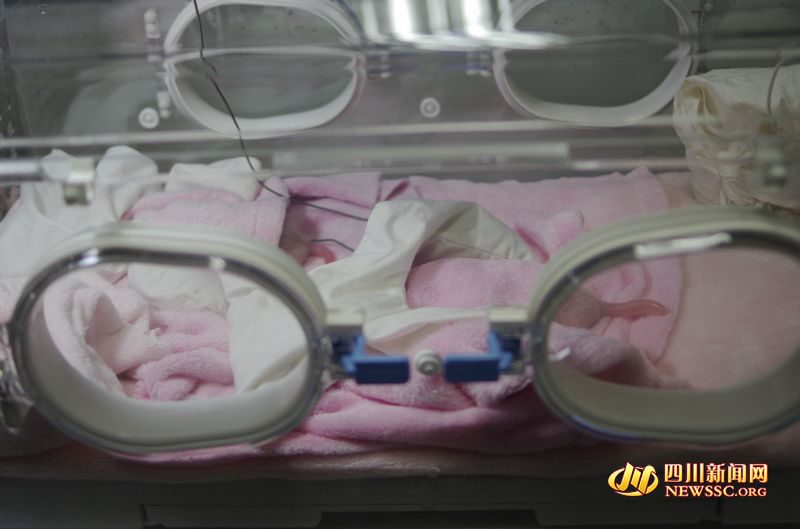 Panda gigante dá à luz gêmeas no sudoeste da China