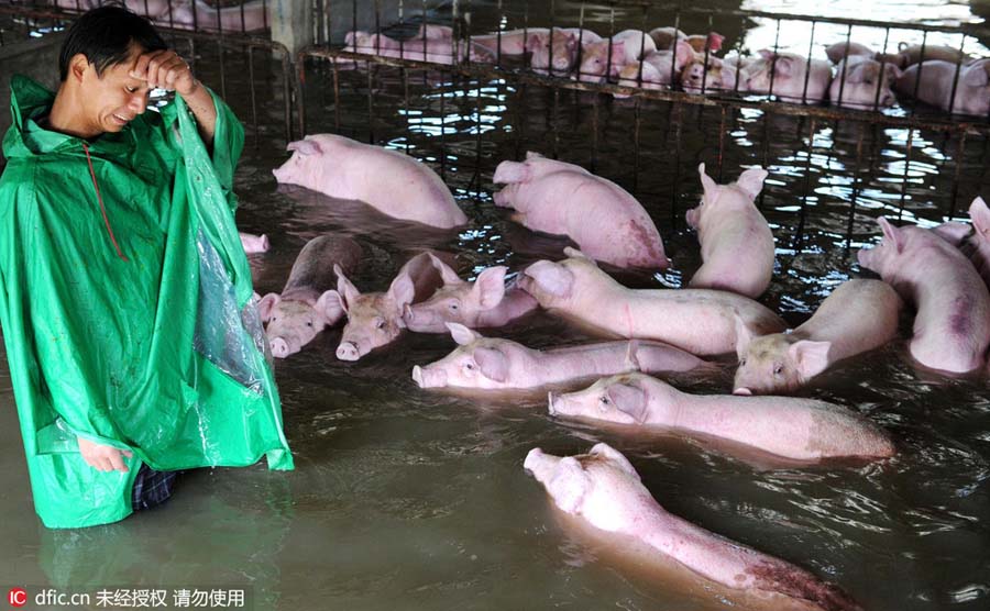 Inunda??es: 6000 porcos correm risco de afogamento no leste da China