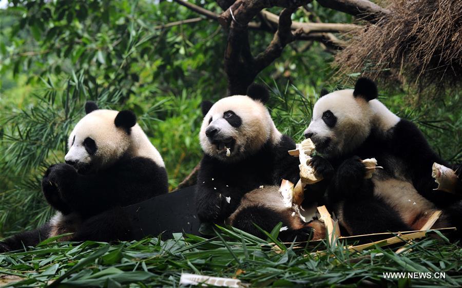 único grupo de pandas trigêmeos do mundo sai do período de amamenta??o 