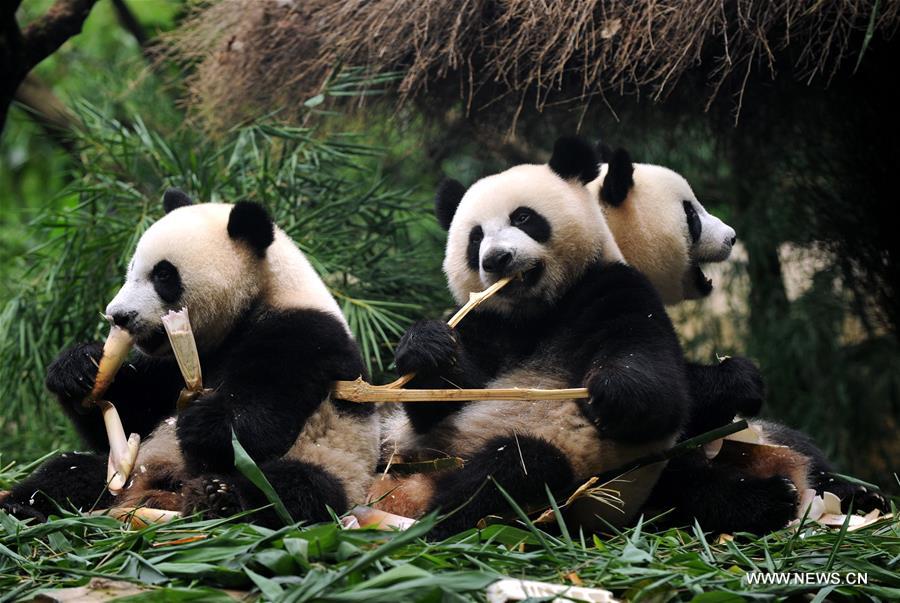 único grupo de pandas trigêmeos do mundo sai do período de amamenta??o 