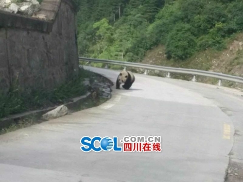 Dois pandas selvagens s?o vistos em rodovia no sudoeste da China
