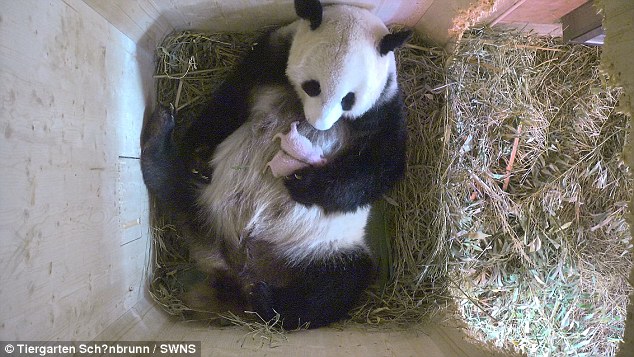 Pandas gêmeos nascem em Viena