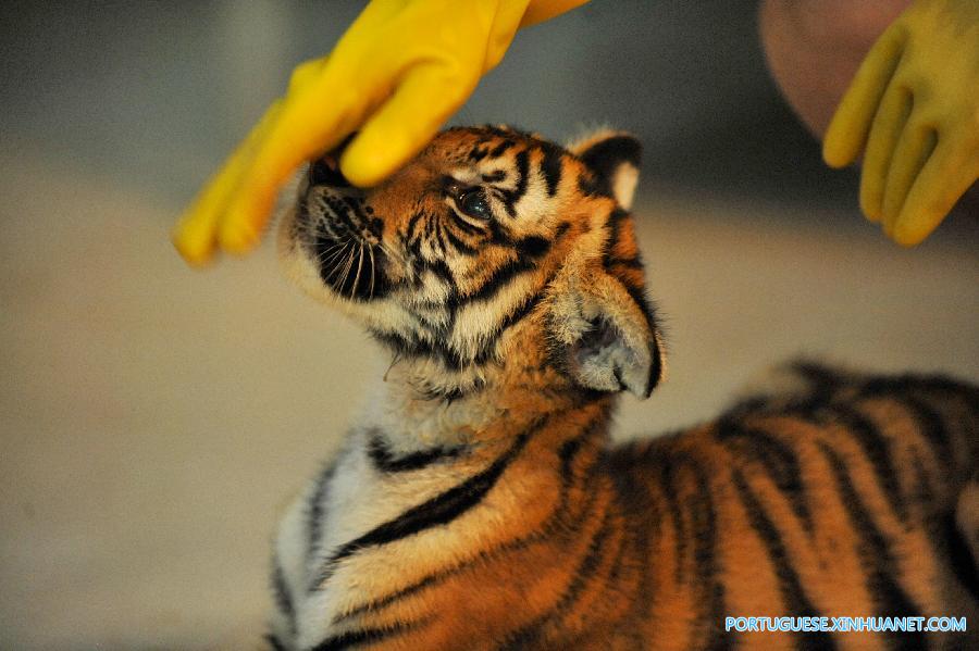 Nascem gêmeos de tigre em perigo de extin??o em zoológico da China