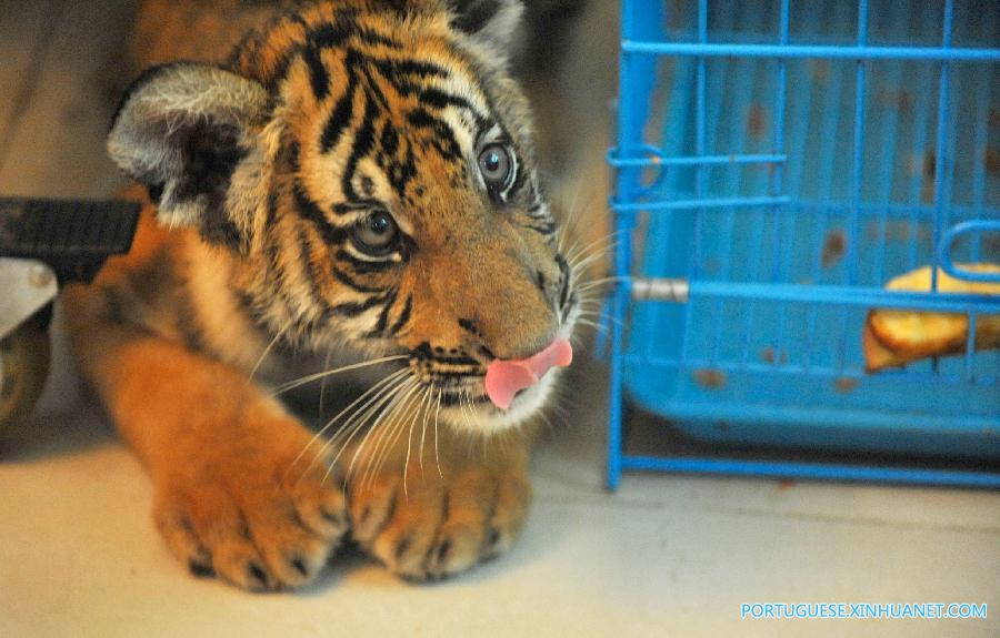 Nascem gêmeos de tigre em perigo de extin??o em zoológico da China