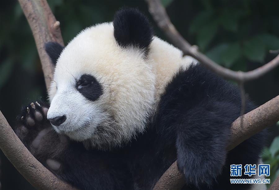 China continua luta pela prote??o do panda gigante 
