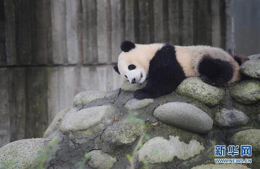 China continua luta pela prote??o do panda gigante 