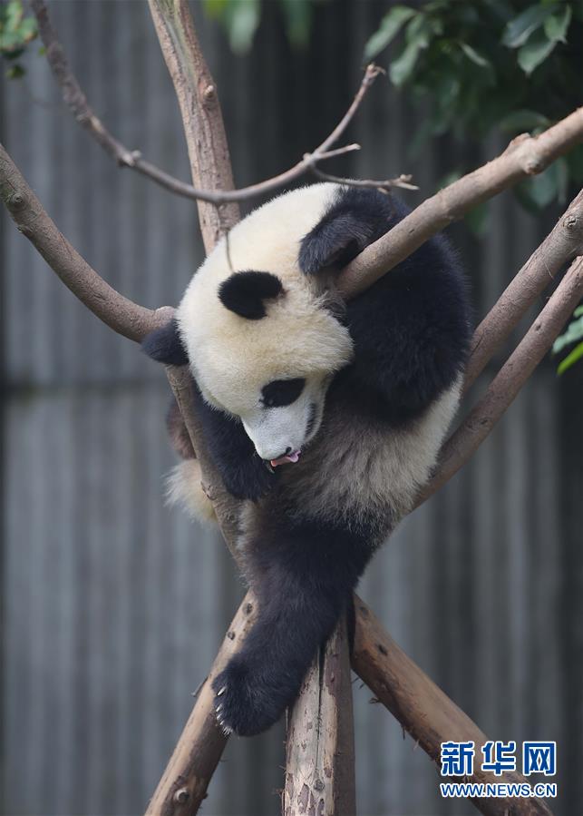 China continua luta pela prote??o do panda gigante 