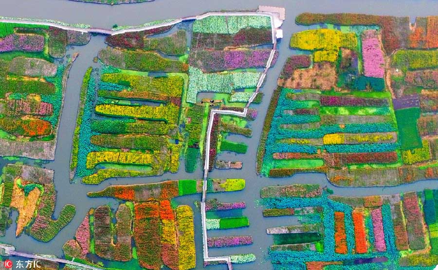 Paisagens de malmequeres coloridos no leste da China