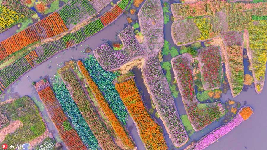 Paisagens de malmequeres coloridos no leste da China