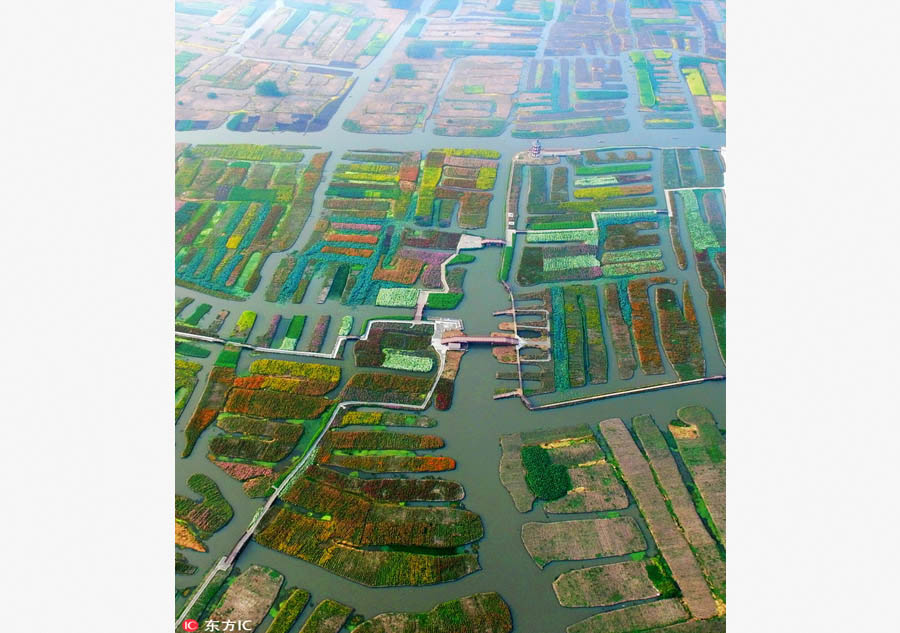 Paisagens de malmequeres coloridos no leste da China