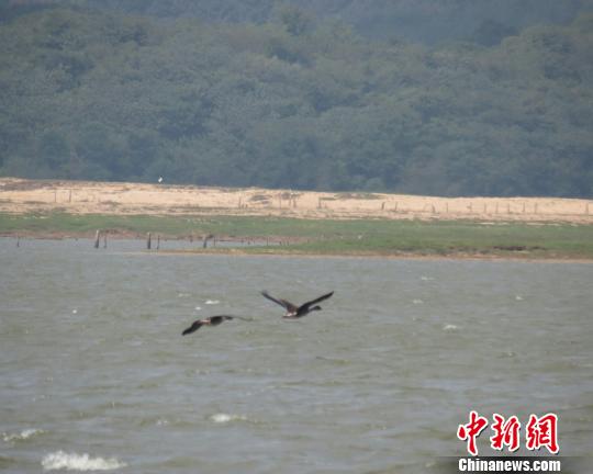 Primeiros pássaros migratórios avistados no Lago Poyang