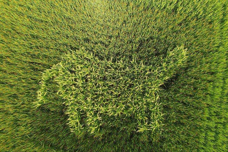 Agricultor cria mapa da China através da planta??o de arroz colorido em Shanghai