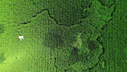 Agricultor cria mapa da China através da planta??o de arroz colorido em Shanghai