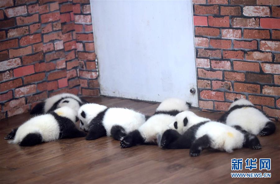 Conhe?a o “jardim infantil do panda gigante” em Chengdu