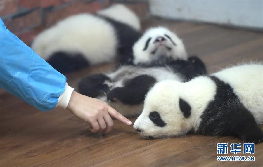 Conhe?a o “jardim infantil do panda gigante” em Chengdu