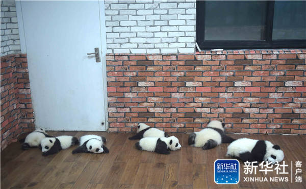 Conhe?a o “jardim infantil do panda gigante” em Chengdu