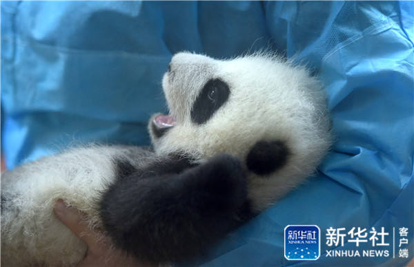 Conhe?a o “jardim infantil do panda gigante” em Chengdu