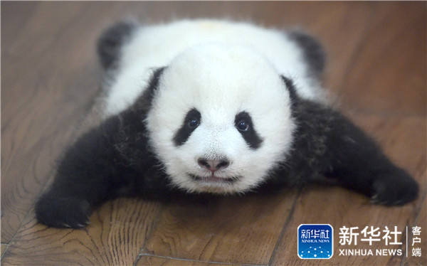 Conhe?a o “jardim infantil do panda gigante” em Chengdu