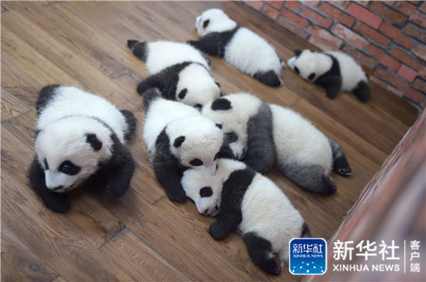 Conhe?a o “jardim infantil do panda gigante” em Chengdu
