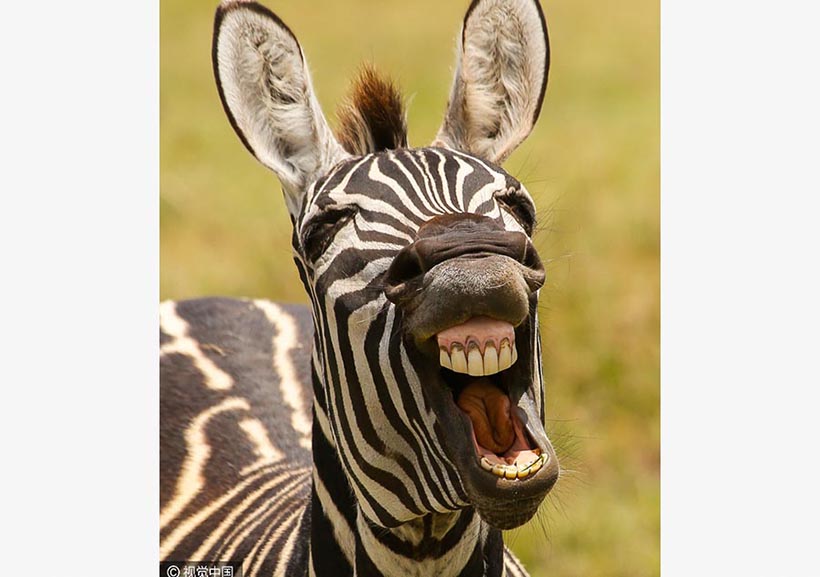 Galeria: Finalistas do Prêmio de Fotografia C?mica de Animais Selvagens 2016