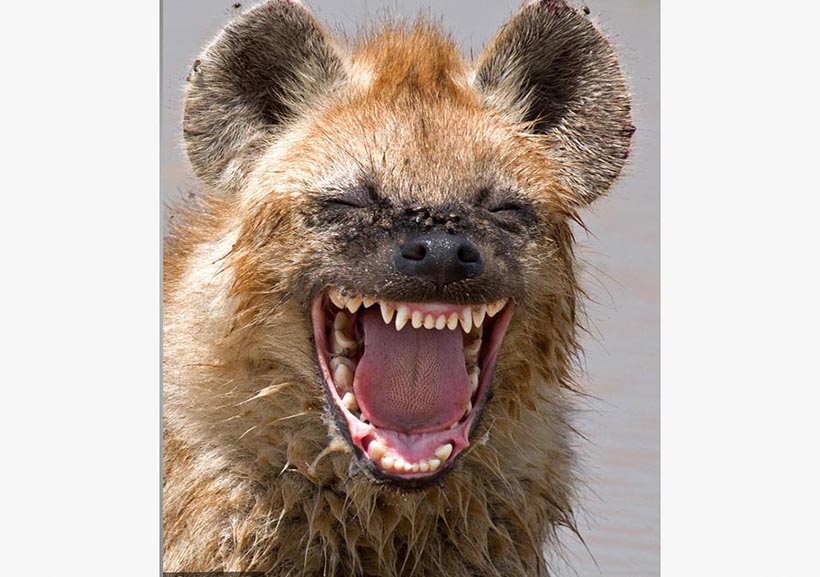 Galeria: Finalistas do Prêmio de Fotografia C?mica de Animais Selvagens 2016