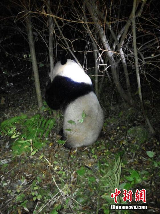 Panda selvagem salvo após entrar acidentalmente em esta??o hidrelétrica
