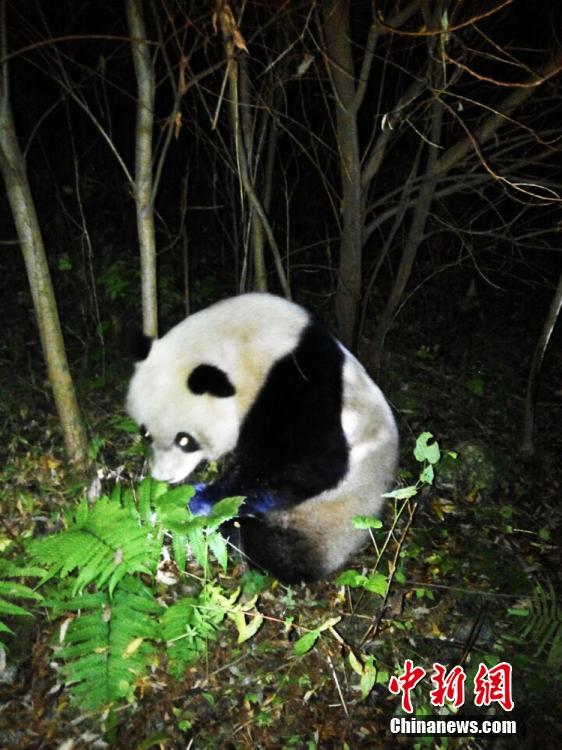 Panda selvagem salvo após entrar acidentalmente em esta??o hidrelétrica