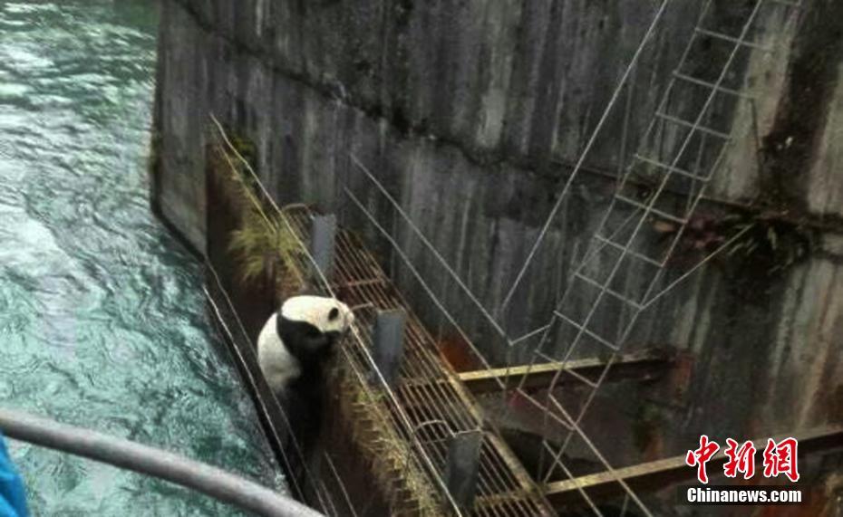 Panda selvagem salvo após entrar acidentalmente em esta??o hidrelétrica