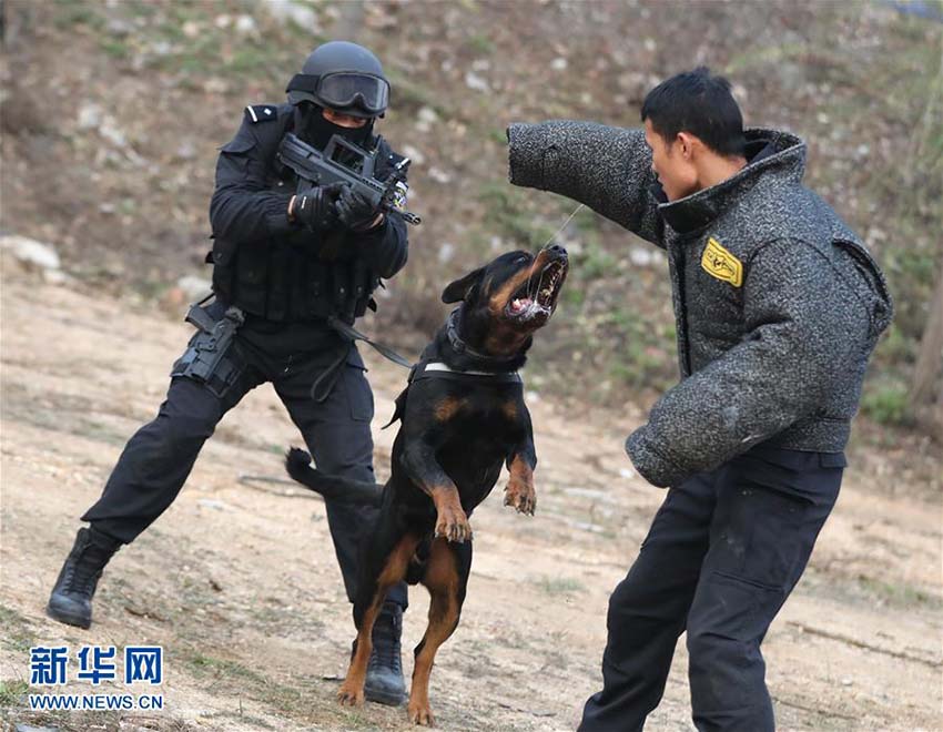 Mais de 1.000 c?es policiais colaboram em investiga??es criminais em Beijing