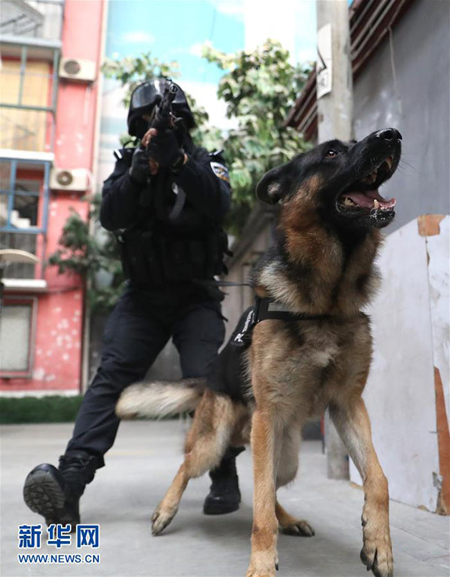Mais de 1.000 c?es policiais colaboram em investiga??es criminais em Beijing