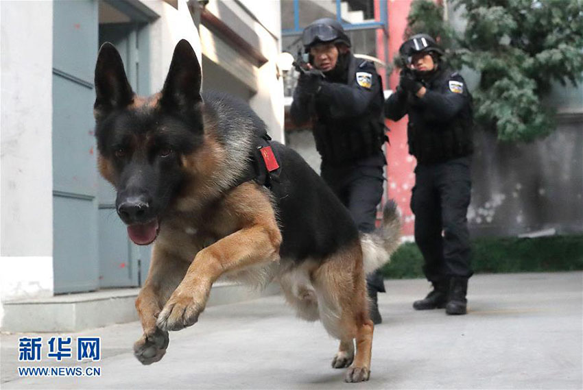 Mais de 1.000 c?es policiais colaboram em investiga??es criminais em Beijing