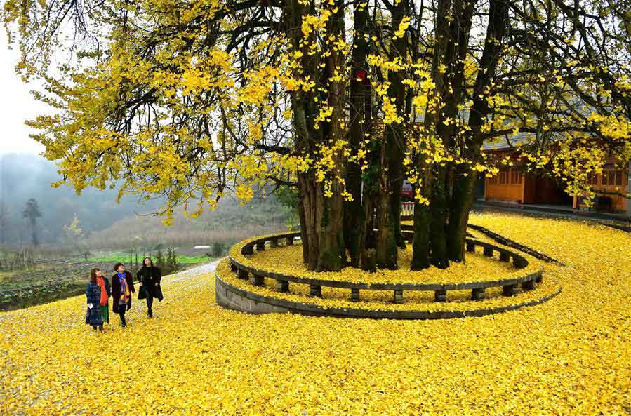 Velha árvore de ginkgo atrai milhares de turistas na província de Hubei