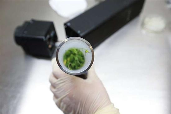 Amostras de matérias e plantas s?o recuperadas de experimentos espaciais