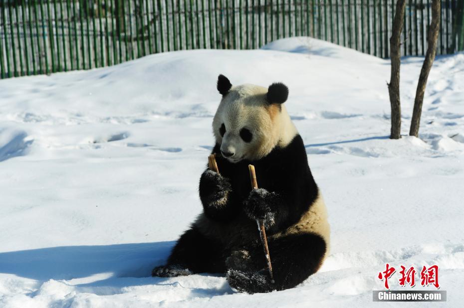 Pandas divertem turistas em Heilongjiang, a regi?o mais fria da China