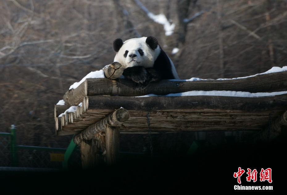 Pandas divertem turistas em Heilongjiang, a regi?o mais fria da China