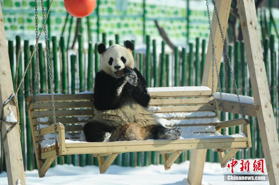 Pandas divertem turistas em Heilongjiang, a regi?o mais fria da China