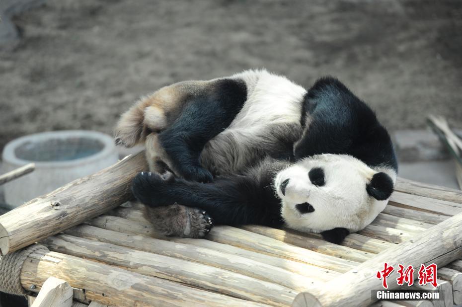 Pandas divertem turistas em Heilongjiang, a regi?o mais fria da China