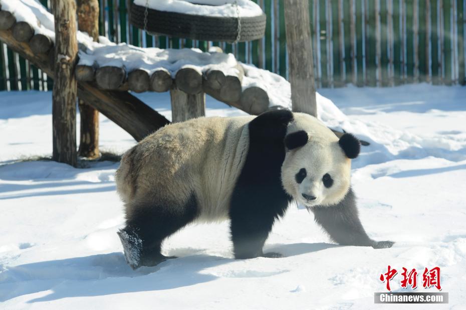 Pandas divertem turistas em Heilongjiang, a regi?o mais fria da China